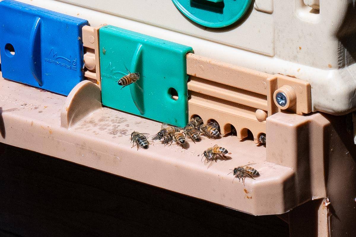 ST_MAT_BEE-0184 (Copy)