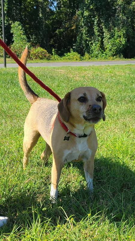 A pet blessing was held at St. James the Greater in Concord.