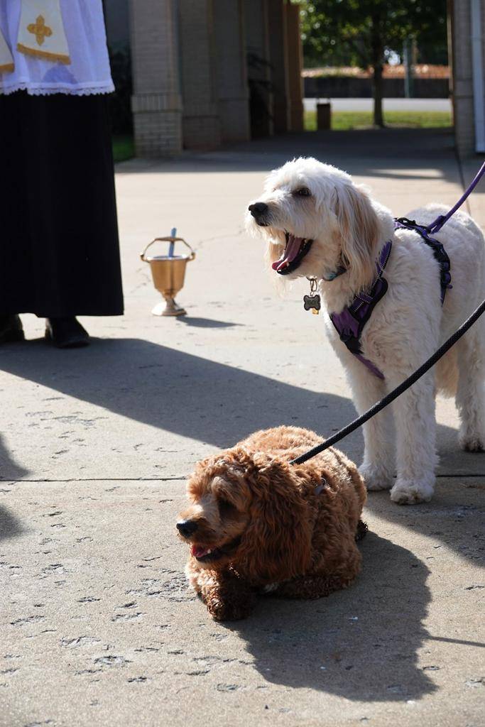 Furry friends gathered at St. Mark Church in Huntersville for an annual blessing. 