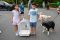 ST_MET_PET _0243 (Copy)
